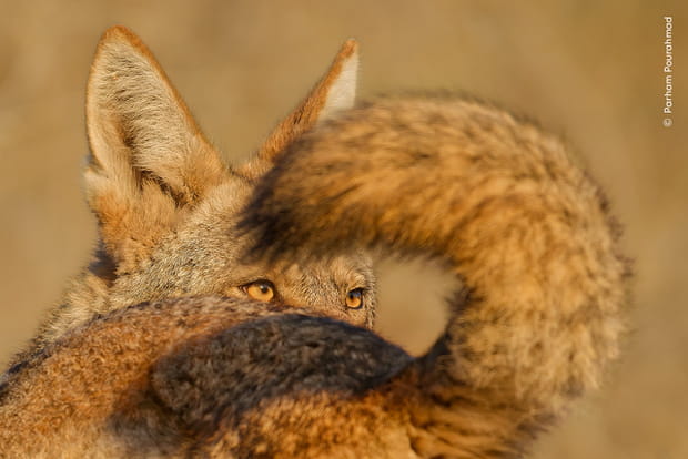 L'histoire de deux coyotes