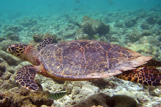Tortue en goguette