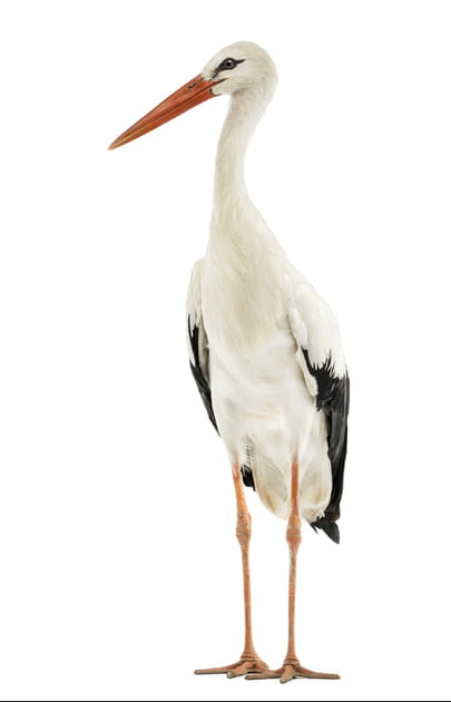 La majestueuse cigogne