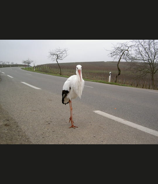 Cigogne en promenade