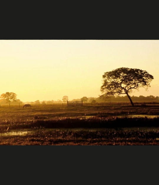Aube sur le Pantanal