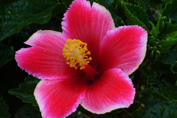 Fleur typiquement mauricienne