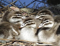 Bébés mais dangereux ! : Familles étranges