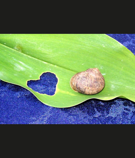 Un escargot un brin artiste