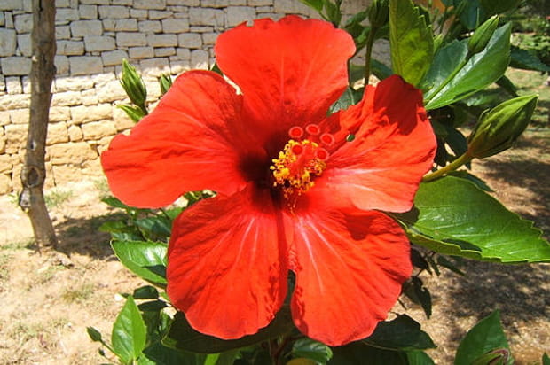 A pétales déployés