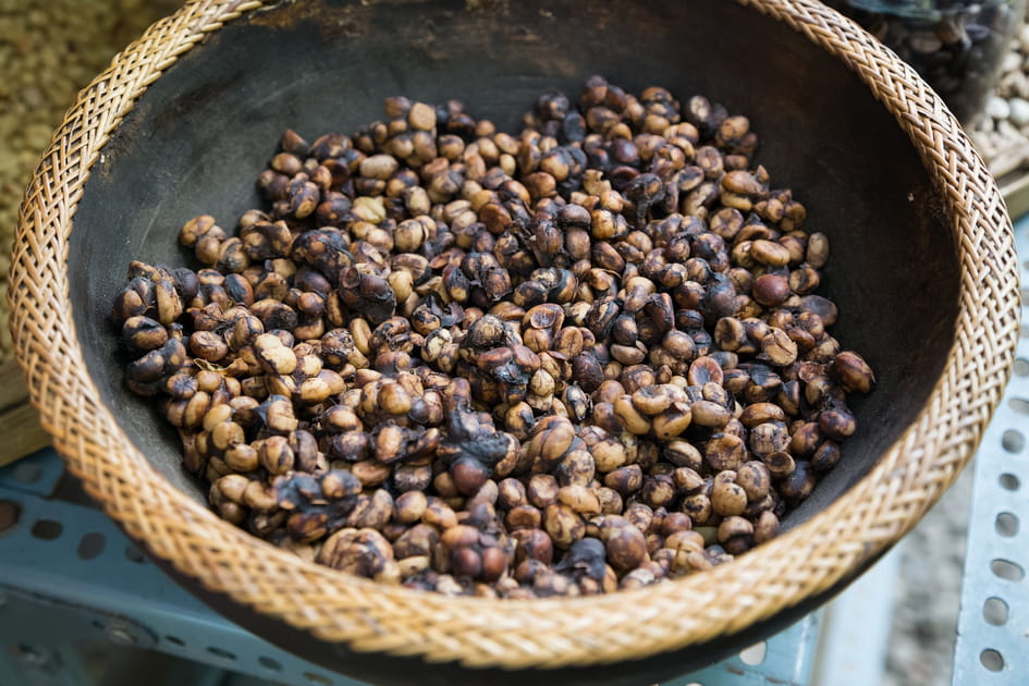 Le kopi luwak en Indon&eacute;sie