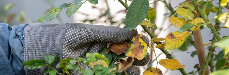 La premi&egrave;re &eacute;tape est &agrave; faire en novembre&nbsp;: vos rosiers n'auront plus de taches noires et pousseront mieux l'an prochain