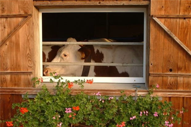 Les joies de l'étable