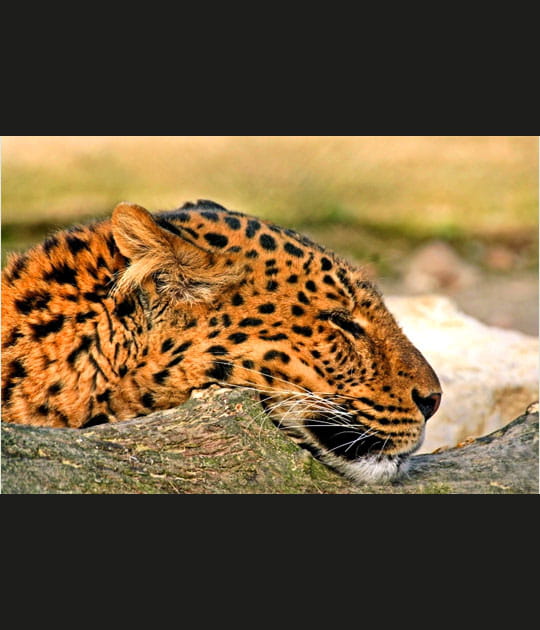 Sieste