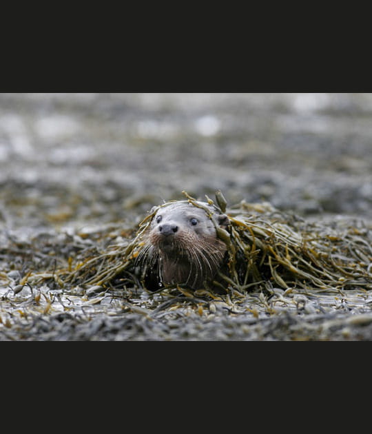 Instant de loutre