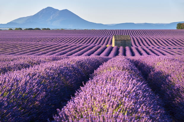 Le Plateau de Valensole, des champs de lavande à perte de vue