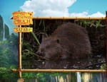 Le livre de la jungle : mission safari