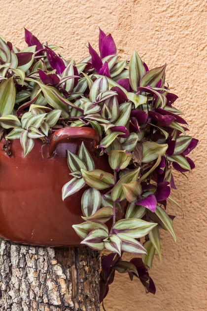 Le tradescantia