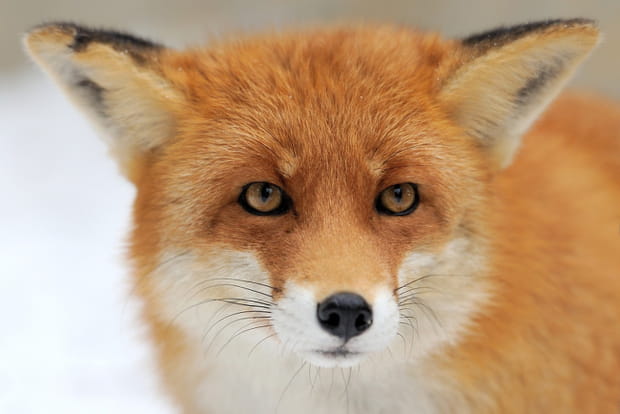 Le renard roux aux portes des villes