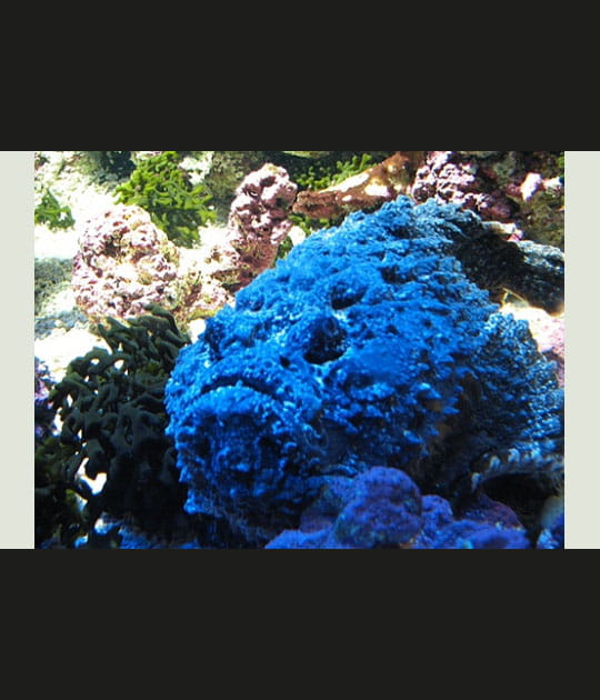 Bleu Klein aquatique