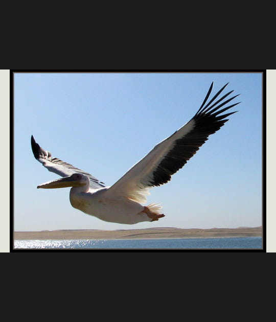 P&eacute;lican en plein vol...