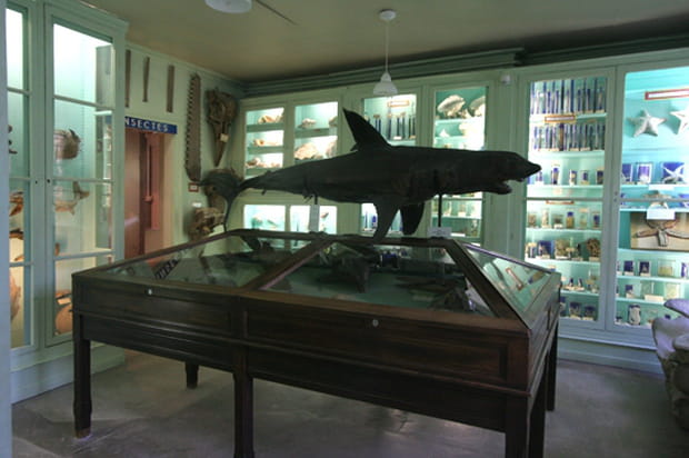 Le musée d'histoire naturelle