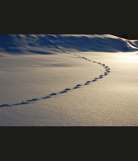 Traces humaines
