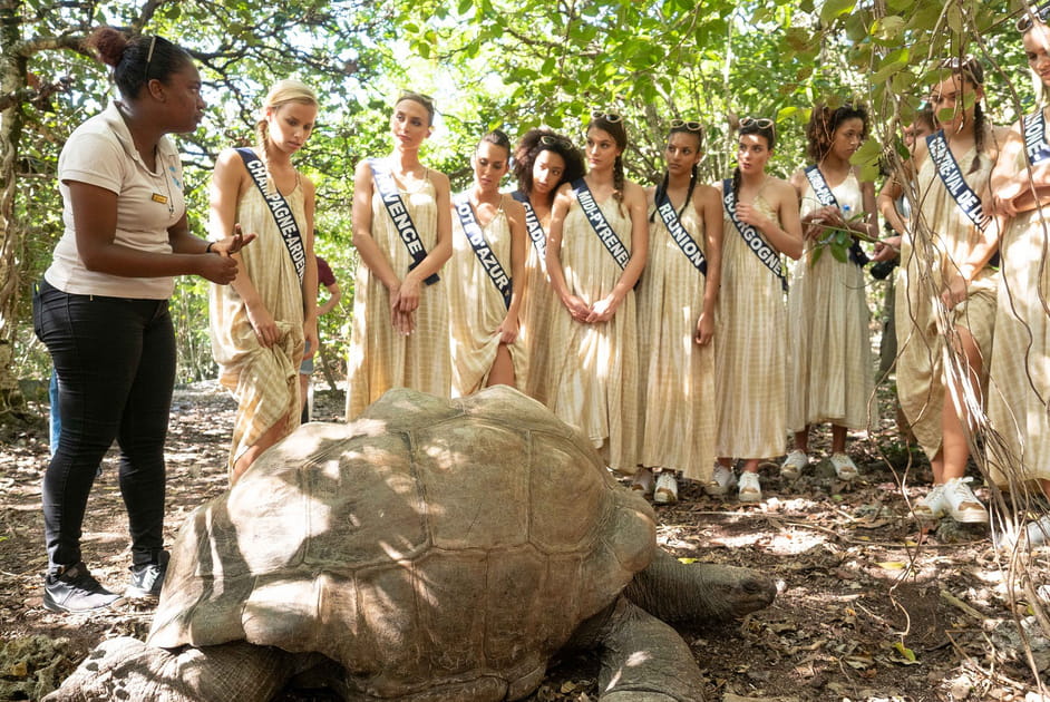 Face &agrave; une tortue g&eacute;ante