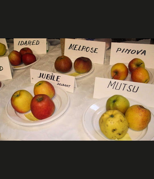 F&ecirc;te du cidre