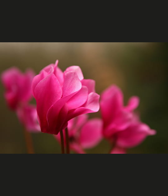 Cyclamen