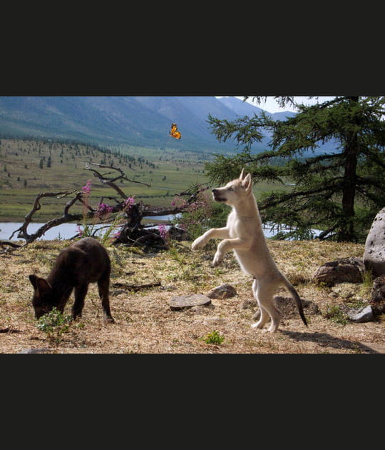 Une aventure f&eacute;&eacute;rique au pays des loups