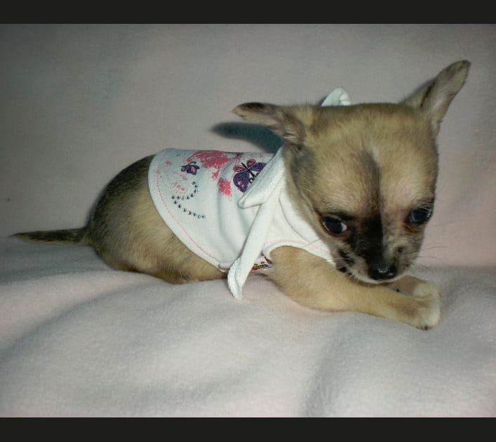 Le chihuahua, chien de poche