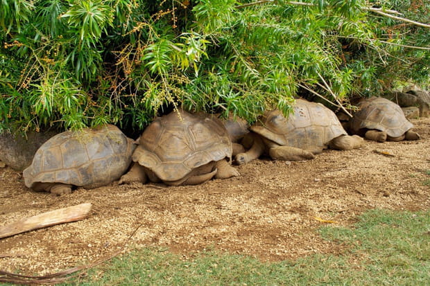 Vanille Mascareignes et les tortues géantes