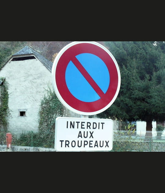 Pas de repos pour les troupeux
