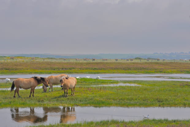 La Baie de Somme
