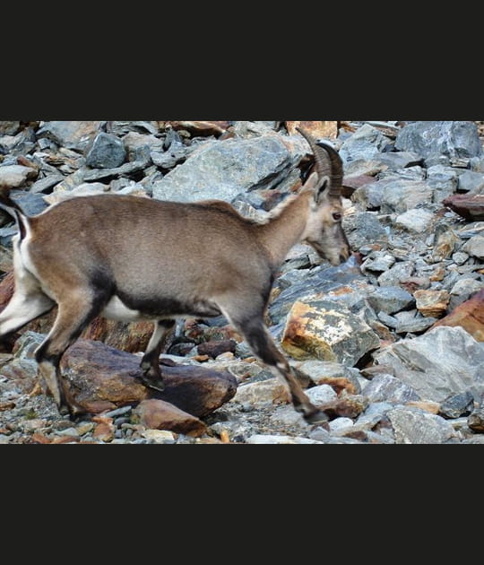 A la poursuite du bouquetin