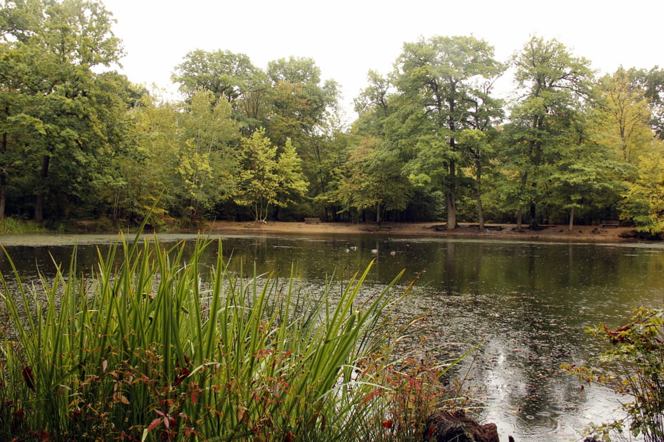 La for&ecirc;t de Saint-Germain-en-Laye, &Icirc;le-de-France