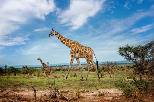 Le parc national Murchison Falls en Ouganda