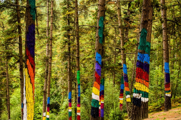 Forêt peinte d'Oma, une œuvre d'art à ciel ouvert