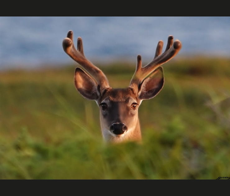 Cache-cache avec un cerf