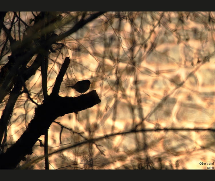 Bird spirit