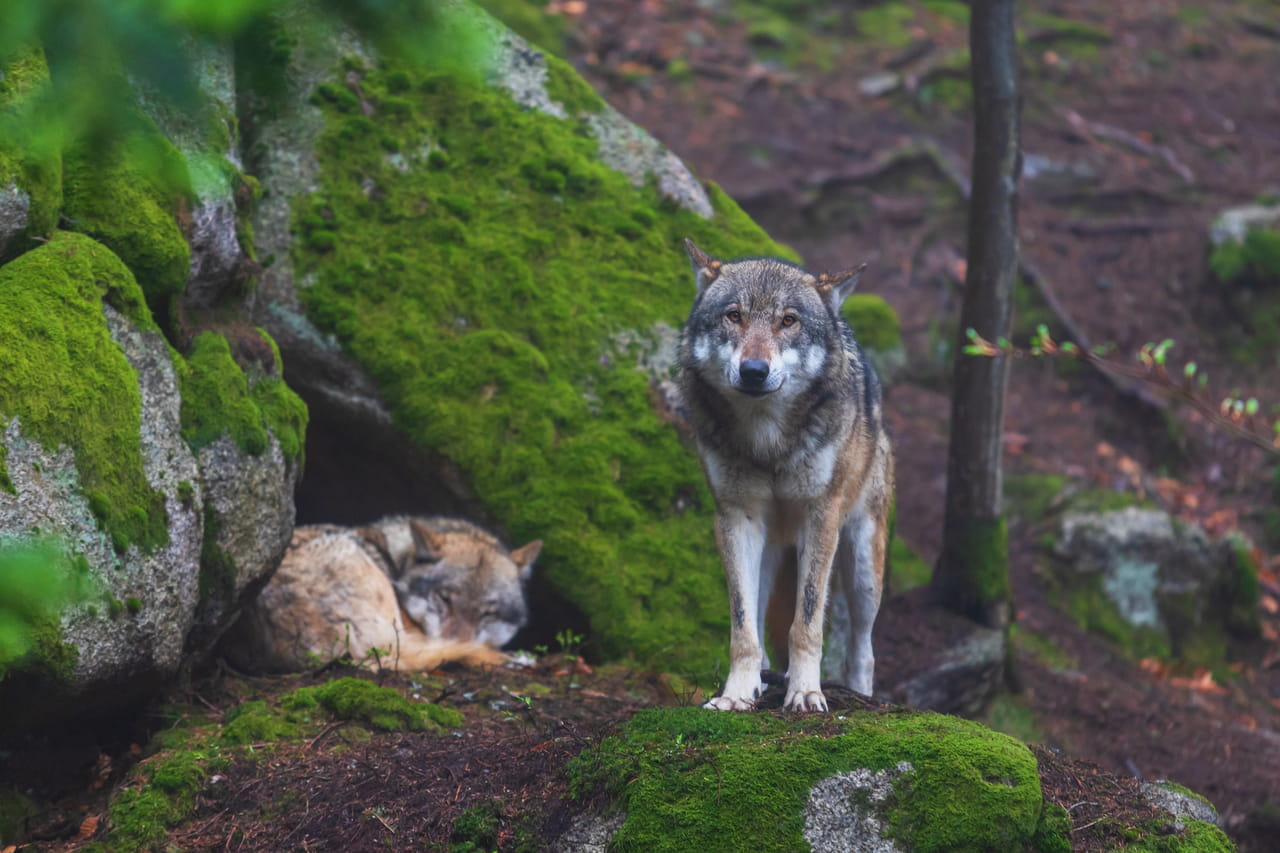 DrÃ´me. Ils tuent le 170e loup de l'annÃ©e et ce n'est pas finiÂ : l'animal est...