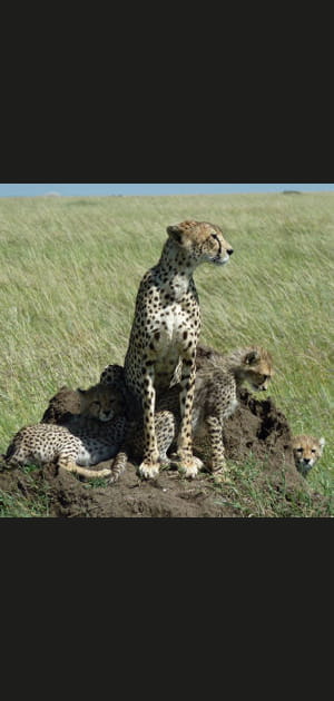Pister les f&eacute;lins au Kenya