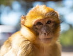 Destination Wild : les merveilles de l'Afrique