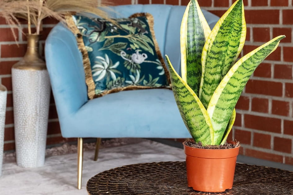 Pour ceux qui ont la main verte&nbsp;: une jolie plante d'int&eacute;rieur