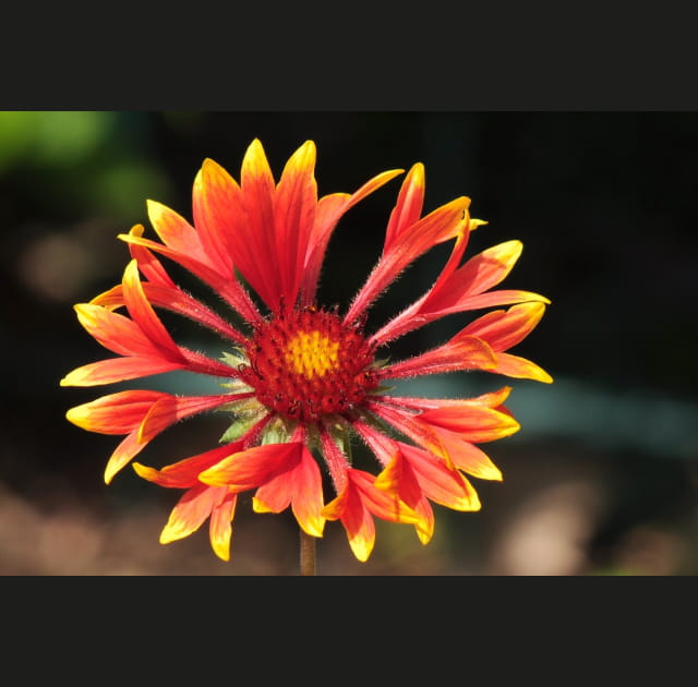 Fleur