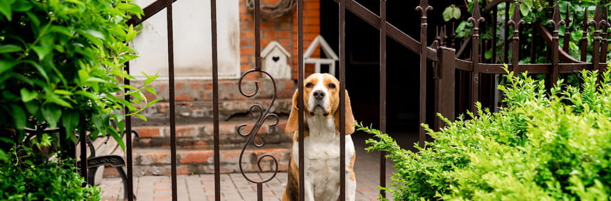Le chien de mon voisin aboie toute la journ&eacute;e, que dit la loi&nbsp;?