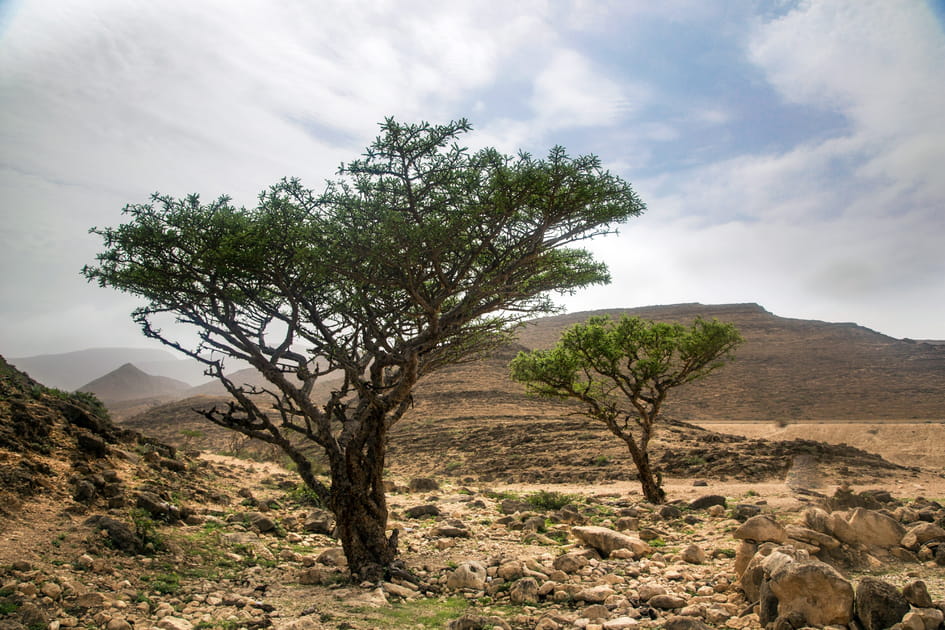 Wadi Dawkah&nbsp;: paradis de l'encens