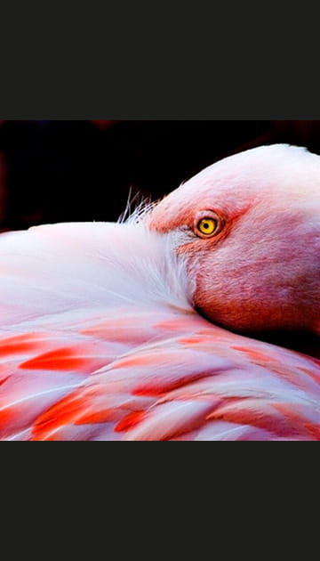 Les yeux en or du flamant rose