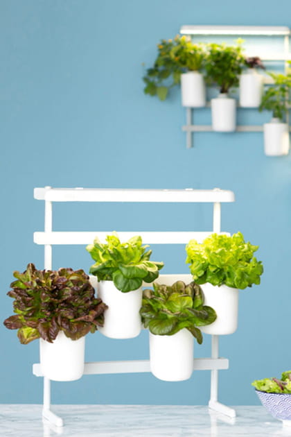 R&eacute;solution 30&nbsp;: en 2024&nbsp;on cultive ses l&eacute;gumes &agrave; l'int&eacute;rieur ou &agrave; l'ext&eacute;rieur
