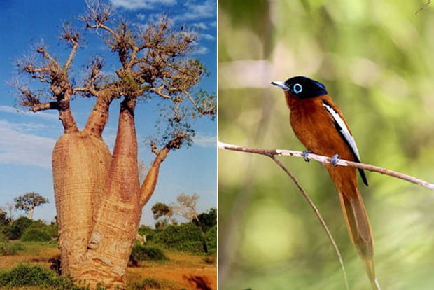 Madagascar : un monde à part