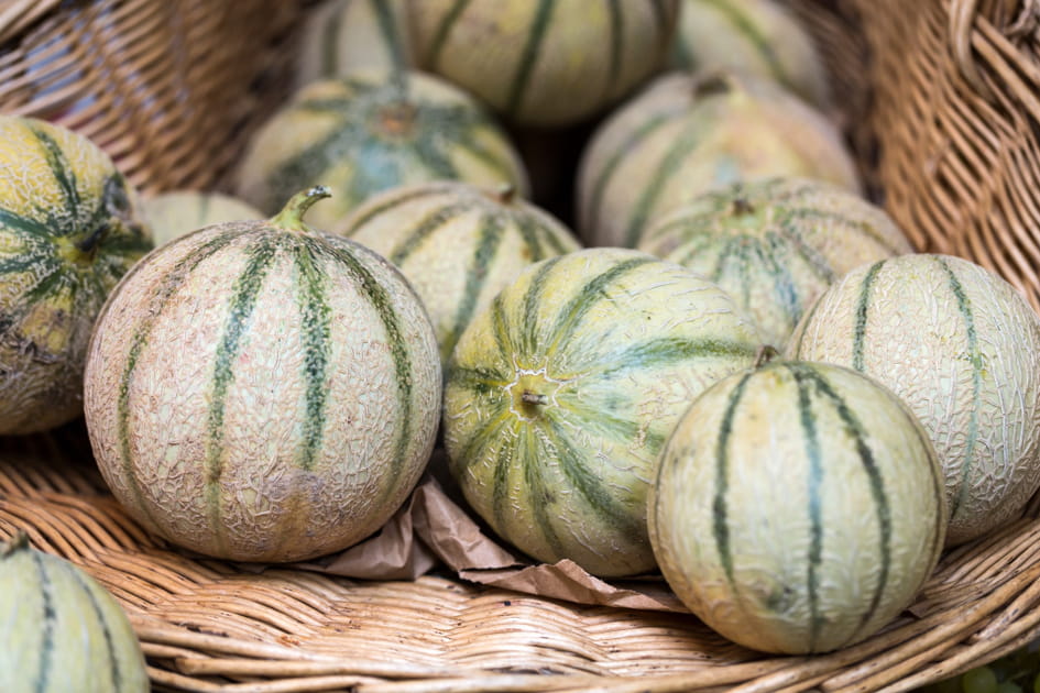 &Agrave; Saint-Abdon, m&ucirc;rs sont les melons