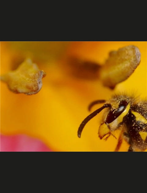 Le choix de l'abeille