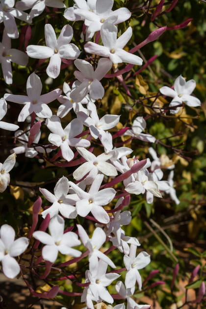 Le jasmin