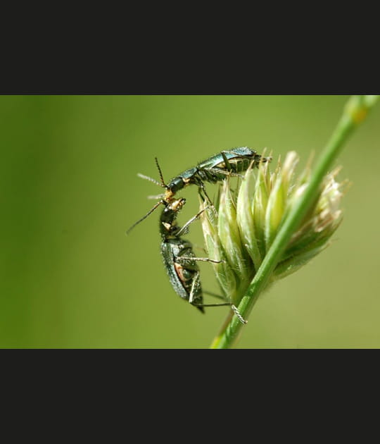 Insectes